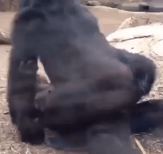 This Gorilla Need A Silicone Sex Doll